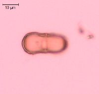 Carum carvi image