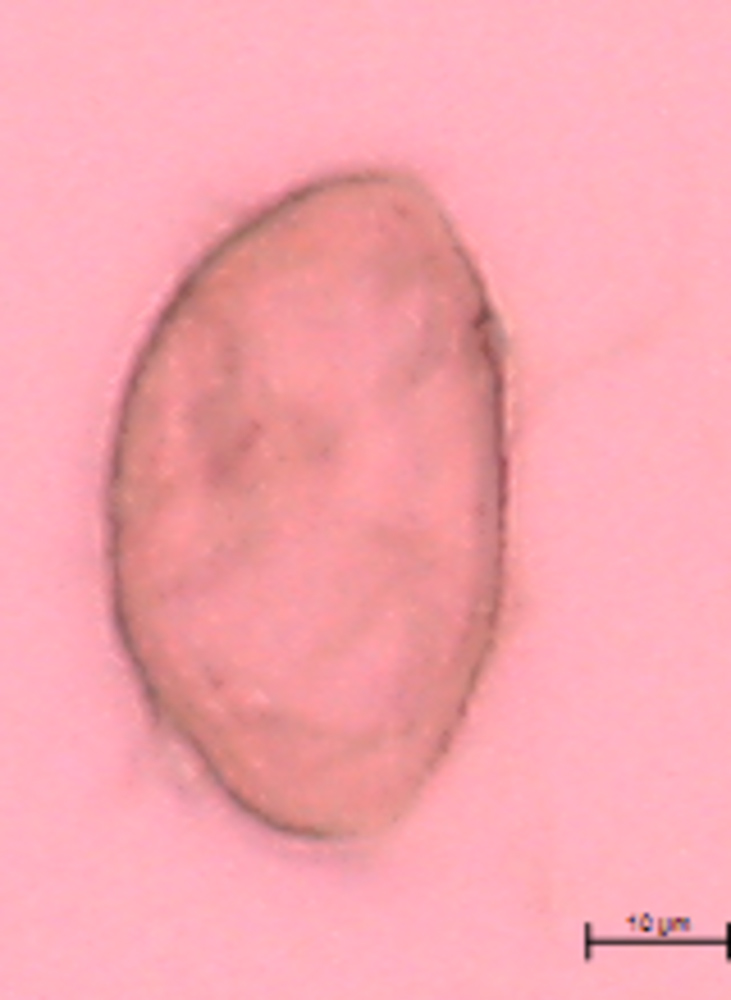 Thalictrum dasycarpum image