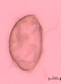 Thalictrum dasycarpum image