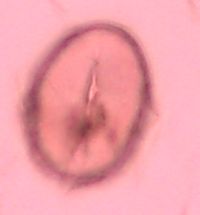 Thalictrum dasycarpum image
