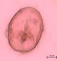 Thalictrum dasycarpum image