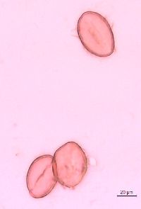 Thalictrum dasycarpum image