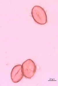 Thalictrum dasycarpum image