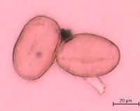 Thalictrum dasycarpum image