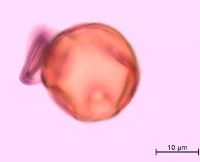 Ribes glandulosum image