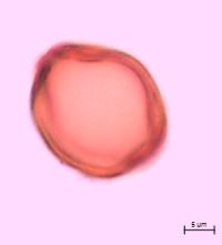 Ribes glandulosum image