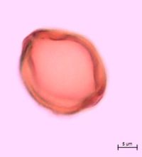 Ribes glandulosum image