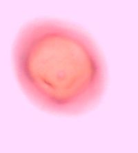 Ribes glandulosum image