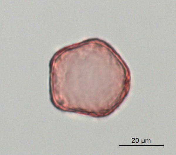 Ulmus americana image