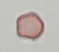 Ulmus americana image