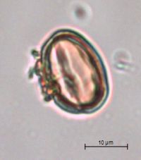 Hypericum boreale image