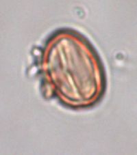 Hypericum boreale image