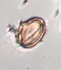 Media resource of Hypericum boreale