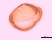 Thumbnail image of current specimen
