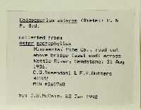 Eurybia macrophylla image