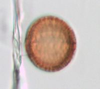 Anemone americana image
