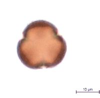 Viburnum opulus var. americanum image