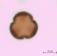 Viburnum opulus var. americanum image