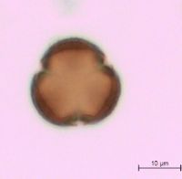 Viburnum opulus var. americanum image