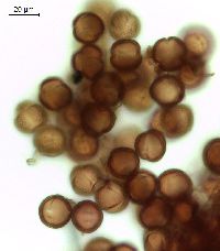 Viburnum opulus var. americanum image