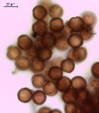 Viburnum opulus var. americanum image