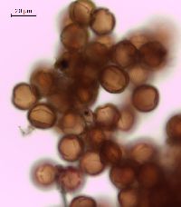 Viburnum opulus var. americanum image