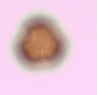 Viburnum opulus var. americanum image