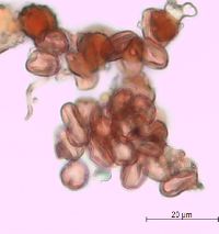 Hypericum ellipticum image