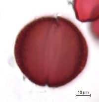 Claytonia caroliniana image