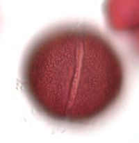 Claytonia caroliniana image