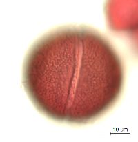 Claytonia caroliniana image