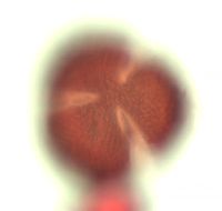 Claytonia caroliniana image