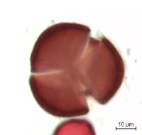 Claytonia caroliniana image