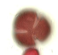 Claytonia caroliniana image