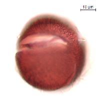 Claytonia caroliniana image