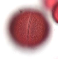 Claytonia caroliniana image