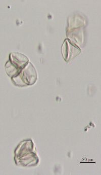 Taxus canadensis image