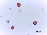 Amaranthus blitoides image