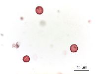 Amaranthus blitoides image