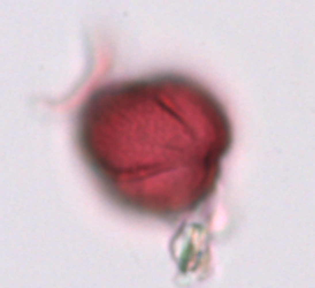 Cleomaceae image