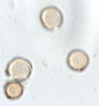 Ranunculus flabellaris image