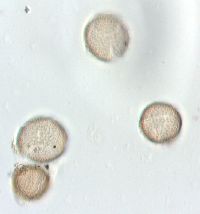 Ranunculus flabellaris image