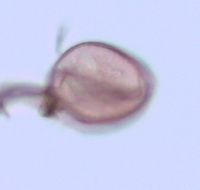 Image of Calla palustris