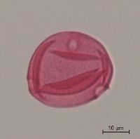 Celtis occidentalis image