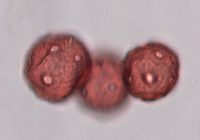 Campanulastrum americanum image