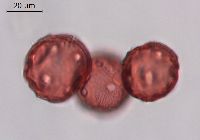 Campanulastrum americanum image