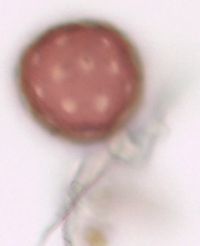 Chenopodium capitatum var. capitatum image