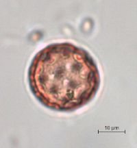 Chenopodium capitatum var. capitatum image