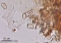 Cynoglossum virginianum var. boreale image