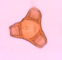 Oenothera suffrutescens image